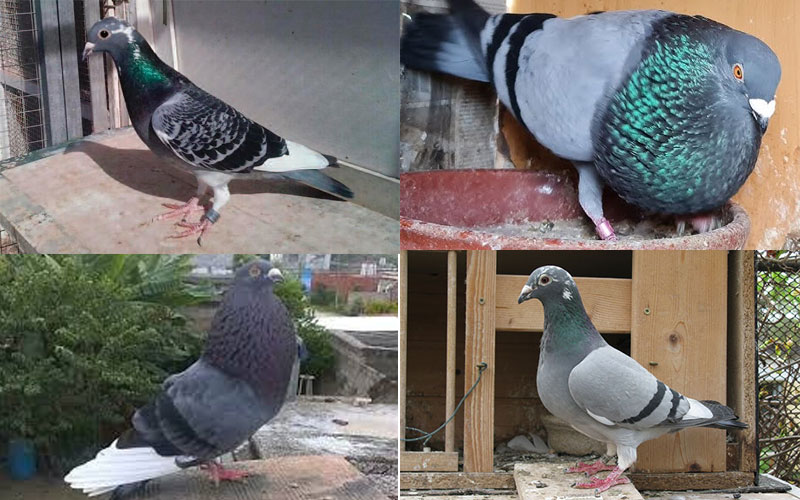 Palomas perdidas