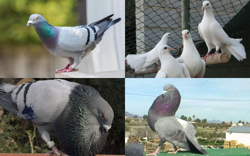 Palomas en venta